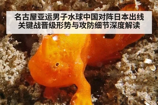 名古屋亚运男子水球中国对阵日本出线关键战晋级形势与攻防细节深度解读